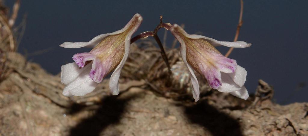 Dendrobium turbinatum