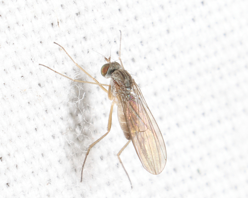Unknown species found near Groton yard, MA, USA