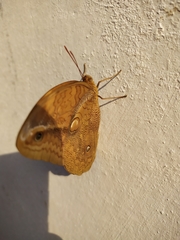 Opsiphanes boisduvallii