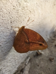 Opsiphanes boisduvallii