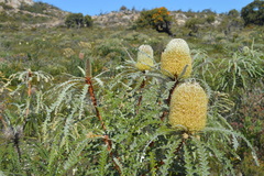 Banksia speciosa