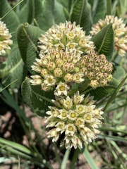 Xysmalobium acerateoides