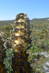 Hakea victoria