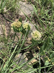 Xysmalobium acerateoides