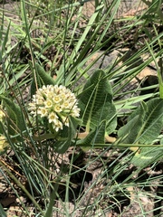 Xysmalobium acerateoides