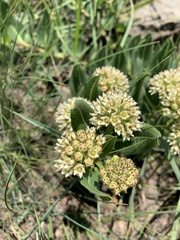 Xysmalobium acerateoides
