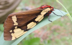 Arctia matronula