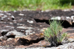 Sommerfeltia cabrerae
