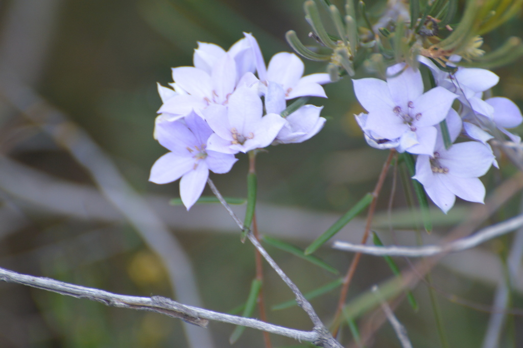 Billardiera speciosa