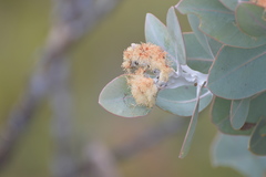 Eucalyptus pleurocarpa