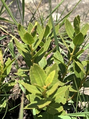 Morella brevifolia