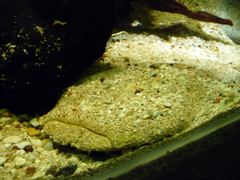 Pac-Man Catfish photo 1
