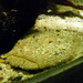 Pac-man Catfish - Photo (c) anonymous, some rights reserved (CC BY-SA)