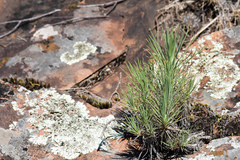 Sommerfeltia cabrerae