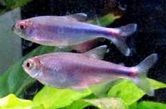 Blue King Tetra photo 2