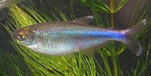 Blue King Tetra photo 3