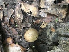 Scleroderma michiganense