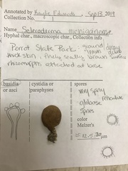 Scleroderma michiganense