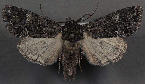 Platypolia loda