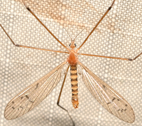 Unknown species found near Sessions Woods Wildlife Management, 341 Milford St, Burlington, CT 06013, USA