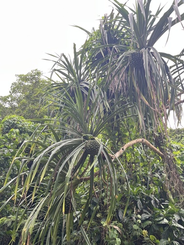 Pandanus tectorius observed 2025-10-07