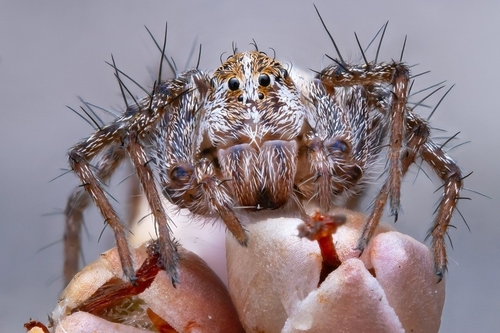 Variegated Lynx Spider, England, GB, photo 10 of 10