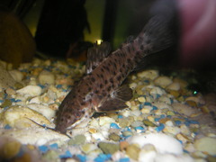 Spotted Hoplo photo 3