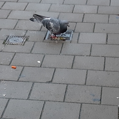 Columba livia domestica