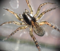 Allocosa