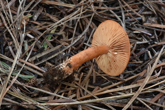 Lactarius subviscidus