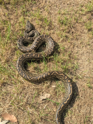 Coastal Carpet Python sighting