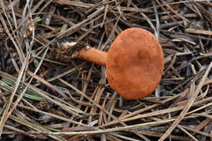 Lactarius subviscidus