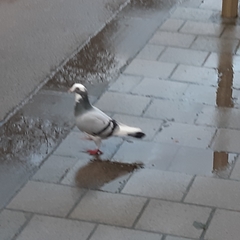Columba livia domestica