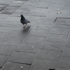 Columba livia domestica