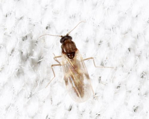 Unknown species found near Groton yard, MA, USA