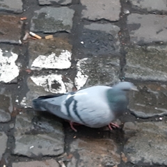 Columba livia domestica