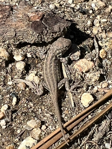 iNaturalist observation photo of Common Sagebrush Lizard