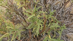 Adesmia boronioides