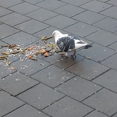 Columba livia domestica