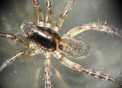 Allocosa