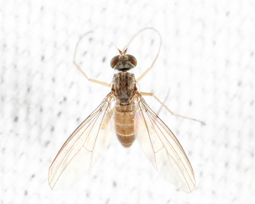 Unknown species found near Groton yard, MA, USA