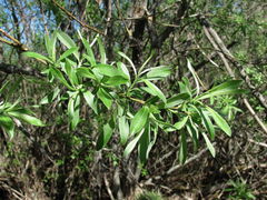 Salix gmelinii