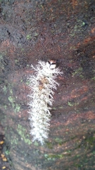 Lepidoptera