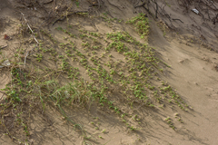 Thuarea involuta