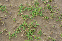 Thuarea involuta