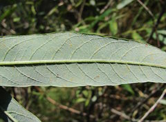 Salix gmelinii