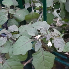 Solanum nigrum