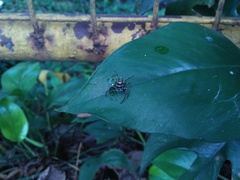 Salticidae