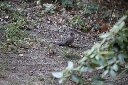 Mourning Dove