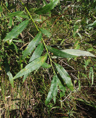Salix gmelinii